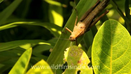 Timor-Wildlife-Insects-1.mov