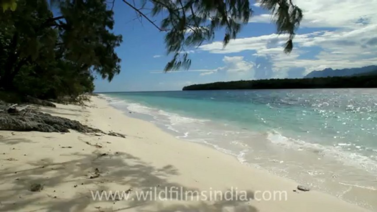 Timor-Wildlife-Landscape-1.mov