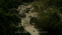 Timor-Wildlife-Landscape-11.mov