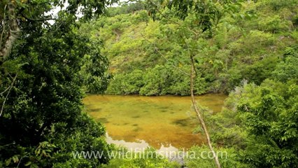 Timor-Wildlife-Landscape-15.mov