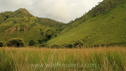 Timor-Wildlife-Landscape-17.mov
