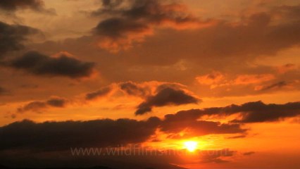Timor-Wildlife-Timelapses-2.mov
