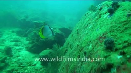 Under water-12.mov