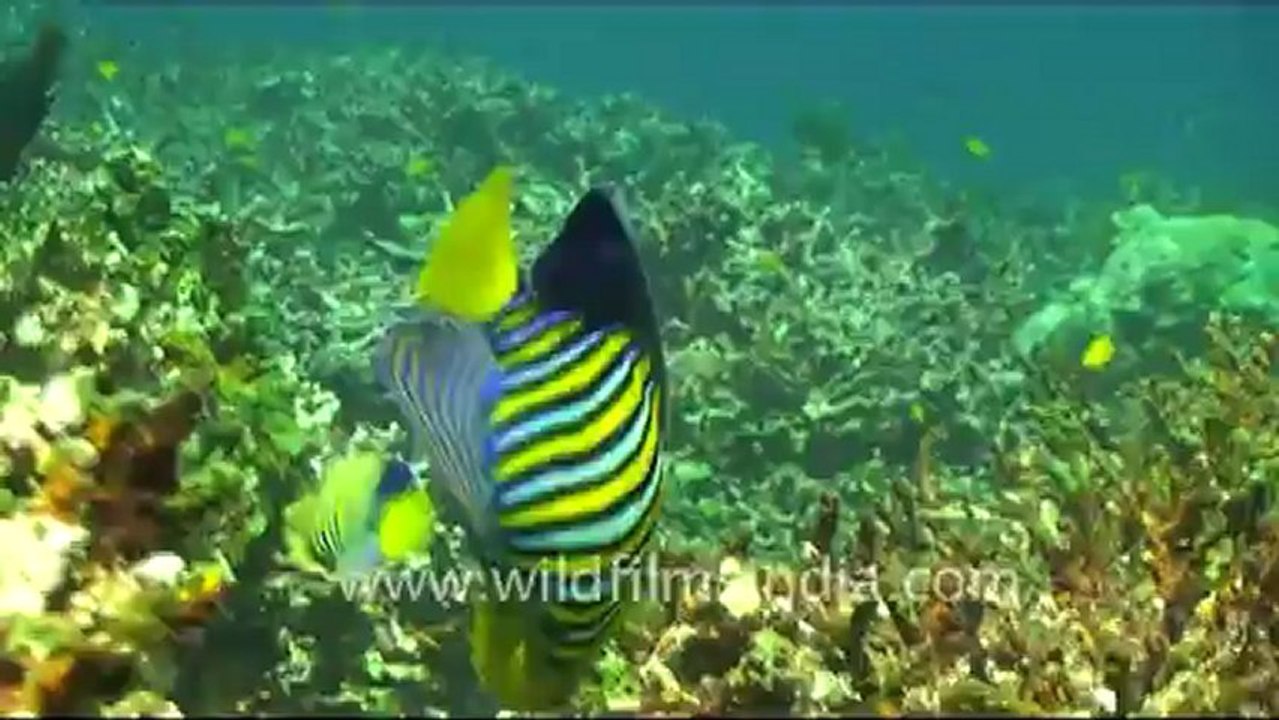 Under water-13.mov