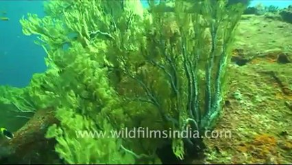 Under water-2.mov