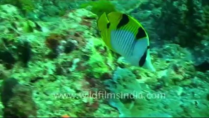 Under water-4.mov