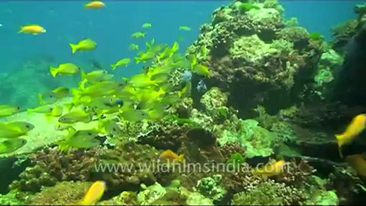 Under water-5.mov