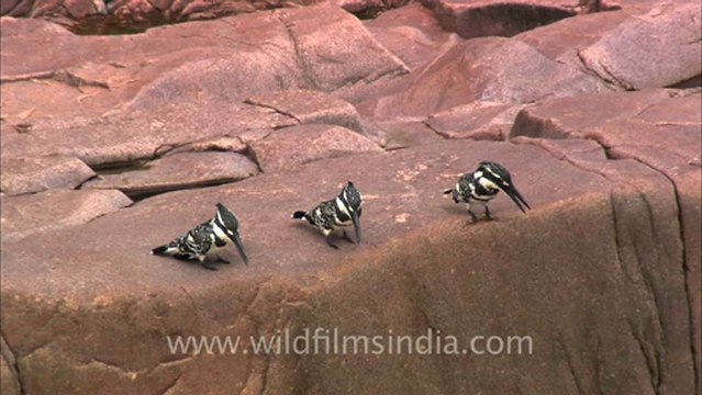 2541.Pied Kingfisher trio!.mov