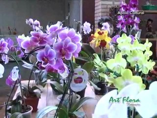 Chora Viola do dia 30-12-2012