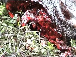 assam-kaziranga-mdv-893-1.mov