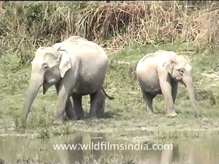 assam-kaziranga-mdv-893-2.mov
