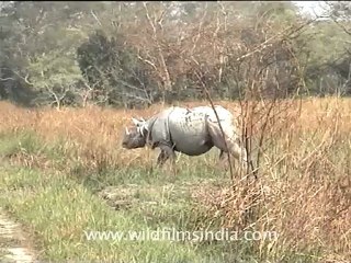 assam-kaziranga-mdv-893-6.mov