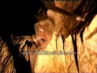 bats on the roof.-MPEG-4 800Kbps.mp4