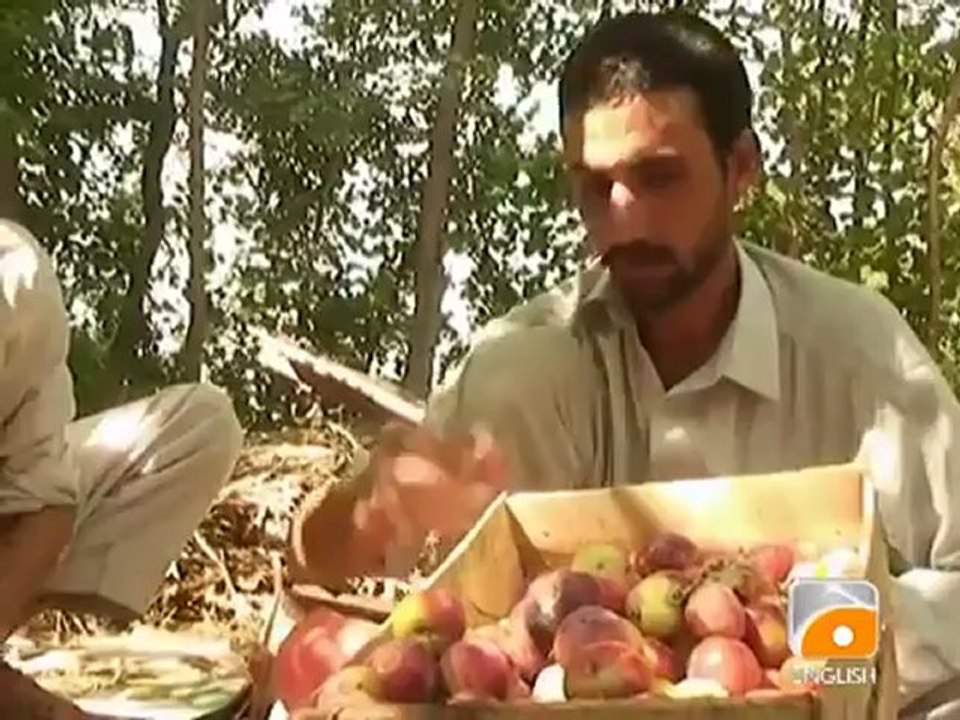 Plum Orchards.mp4