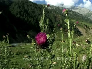 2558.Scotch Thistle in the Valley of Flowers.mov