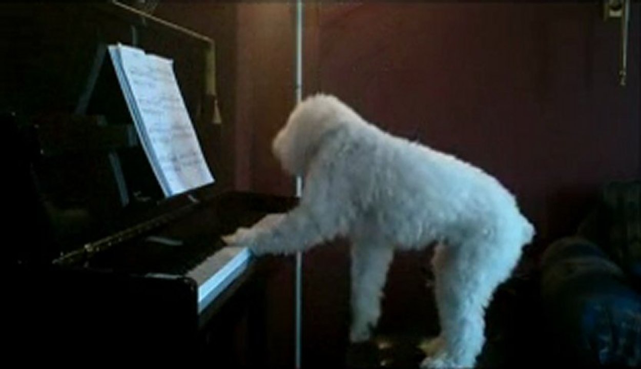 Pianista bonno van der putten