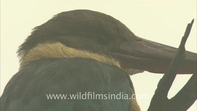 2503.Stork billed Kingfisher.mov