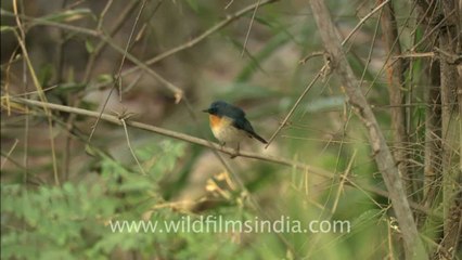 2505.Orange breasted Blue or Tickell's Flycatcher.mov