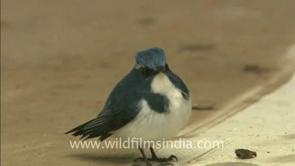 2506.White-browed Blue Flycatcher at Panna.mov