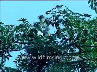 birds-MPEG-4 300Kbps.mp4