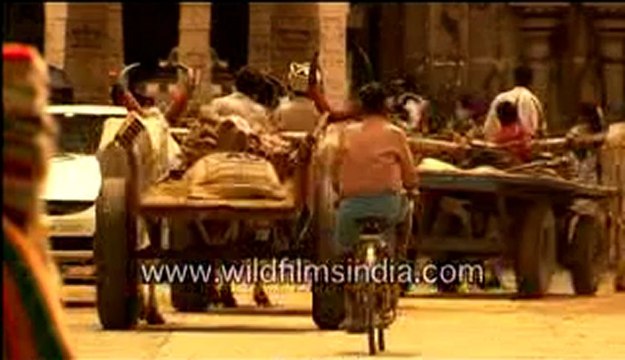 bullock card-MPEG-4 300Kbps.mp4