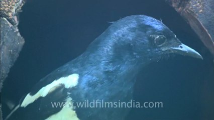 2525.Magpie Robin chicks in nest, Panna.mov