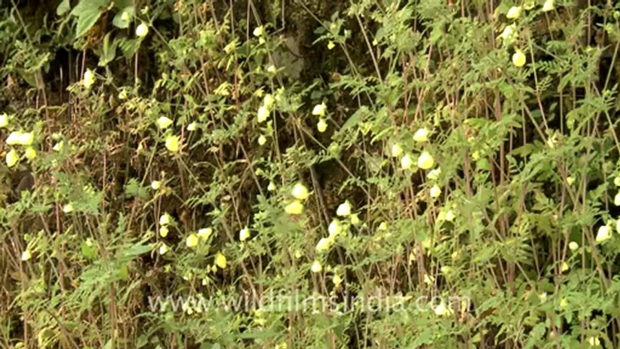 landour-6.mov