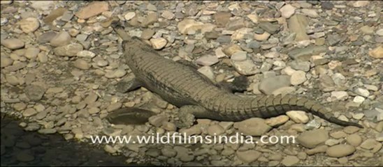 corbett HDC 58-5.mov