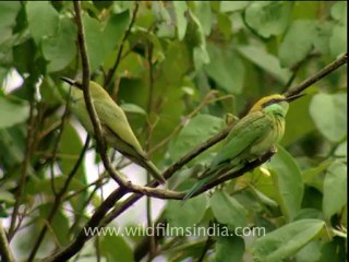 corbett-db-157-1.mov