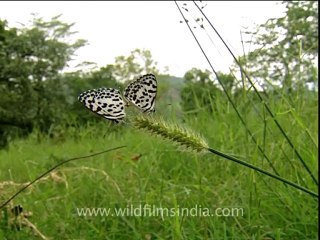 corbett-db-157-2.mov