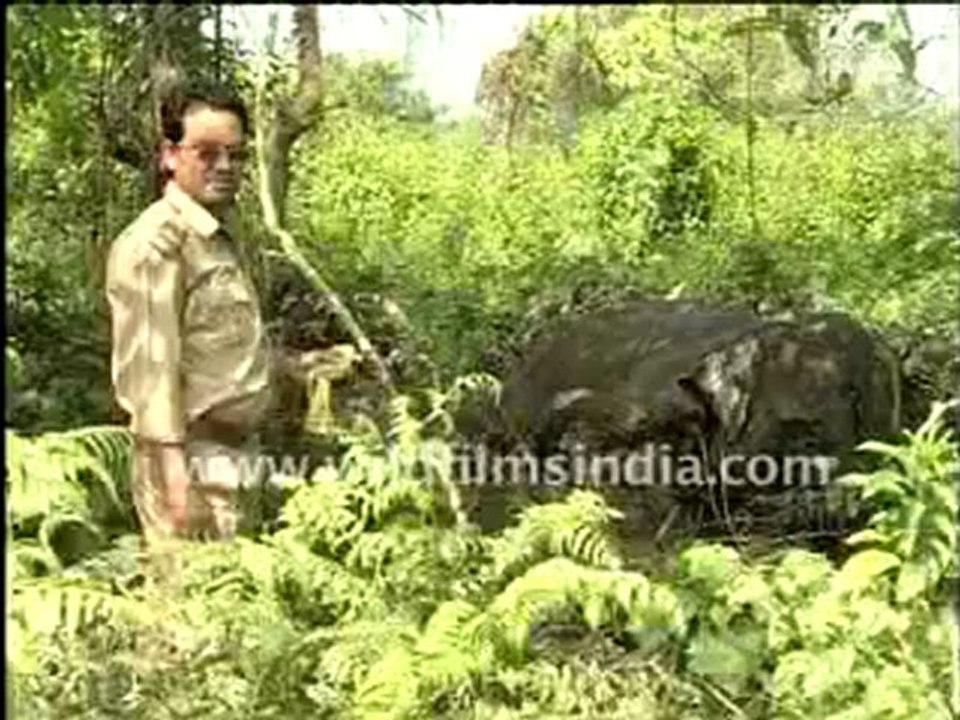 dead elephant 2-MPEG-4 800Kbps Streaming.mp4