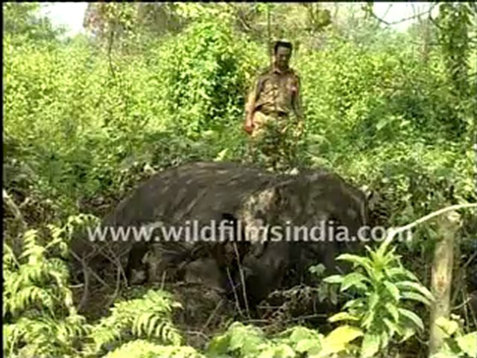 dead elephant 3-MPEG-4 800Kbps Streaming.mp4