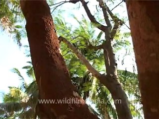 2620.Tree with termite infestation.mov