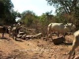 2625.Herd of cows and oxen in Karnataka.mov