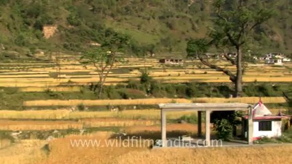 gaumukh trek-hdv-187-10.mov