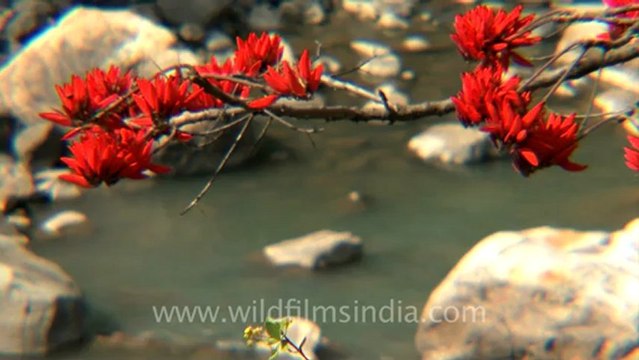 gaumukh trek-hdv-187-8.mov