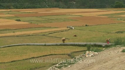 gaumukh trek-hdv-187-9.mov