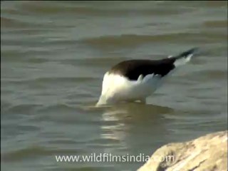 gujarat-gir-DVC-6-2.mov