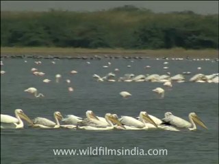 gujarat-gir-DVC-6-4.mov