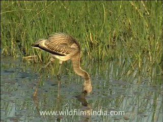 gujarat-gir-DVC-6-5.mov