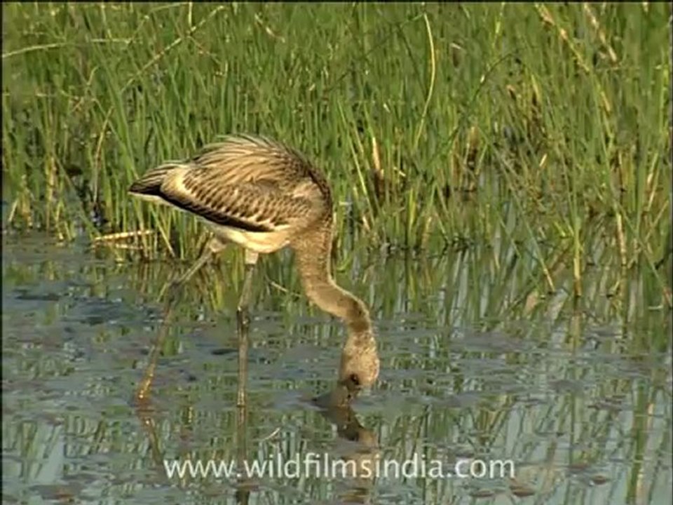 gujarat-gir-DVC-6-5.mov