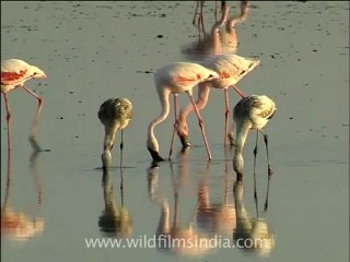 gujarat-gir-DVC-6-6.mov