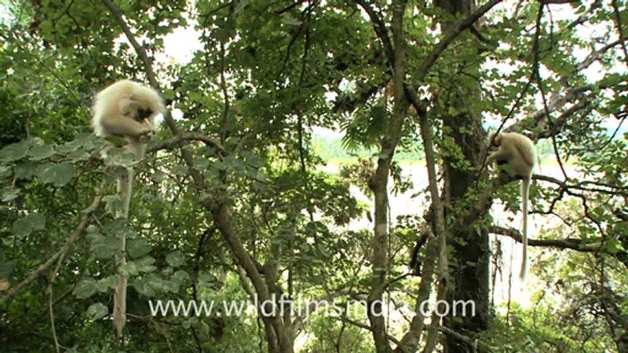 Assam-49.mov
