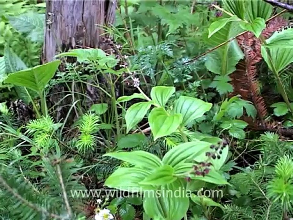 Bhujgara-MDV-124-3.mov