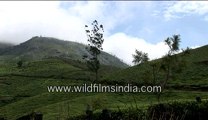 kerela tea garden-an inside view-MPEG-4 800Kbps.mp4