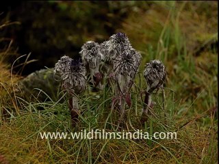 nanda devi-DB-114-1-7.mov