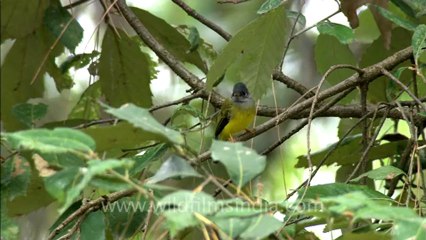 sariska-HDC-105-5.mov