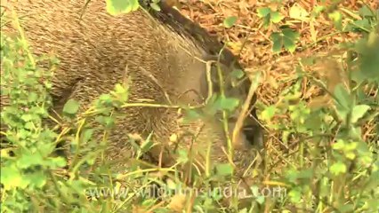 sariska-hdc-62-2.mov