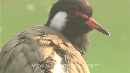 sariska-hdc-62-8.mov