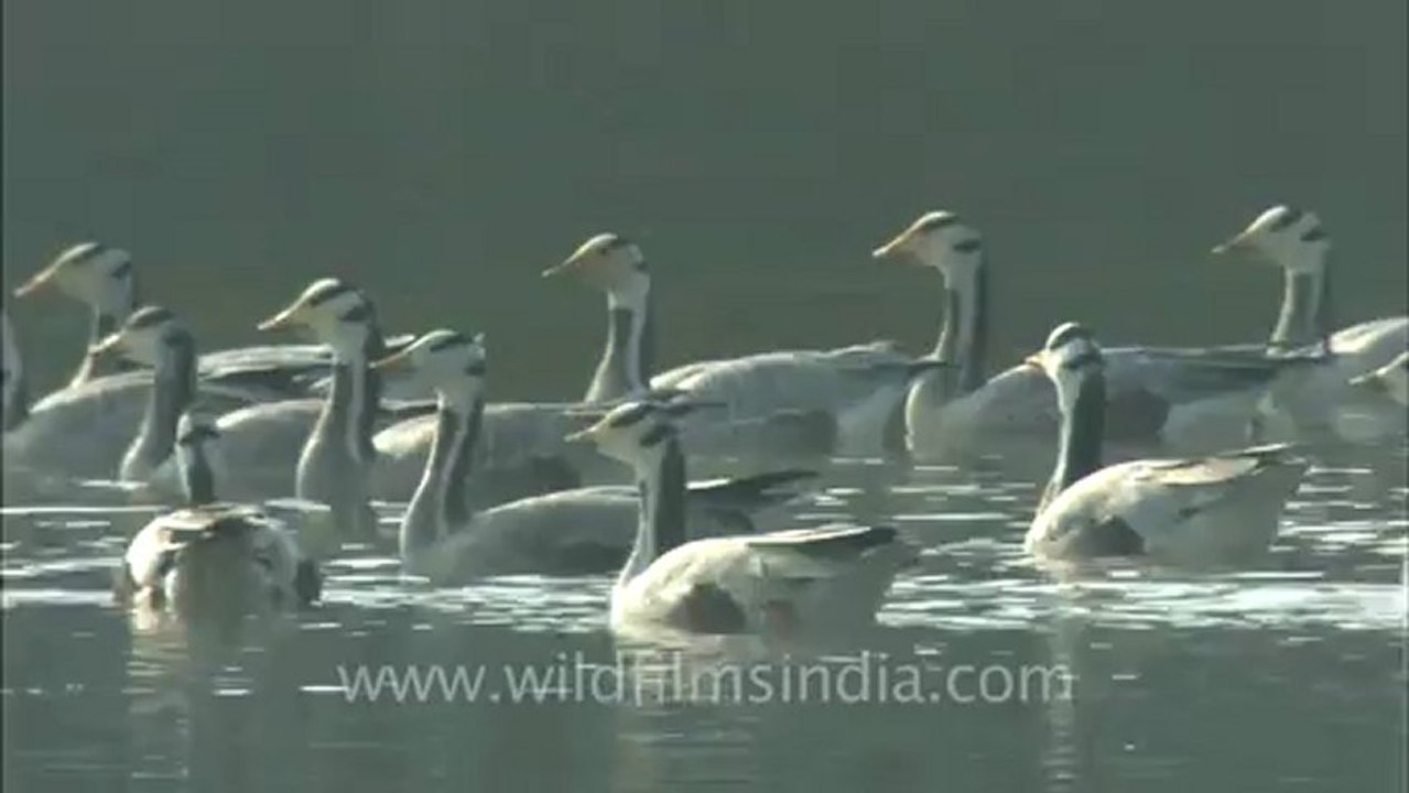 sariska-hdc-88-2.mov